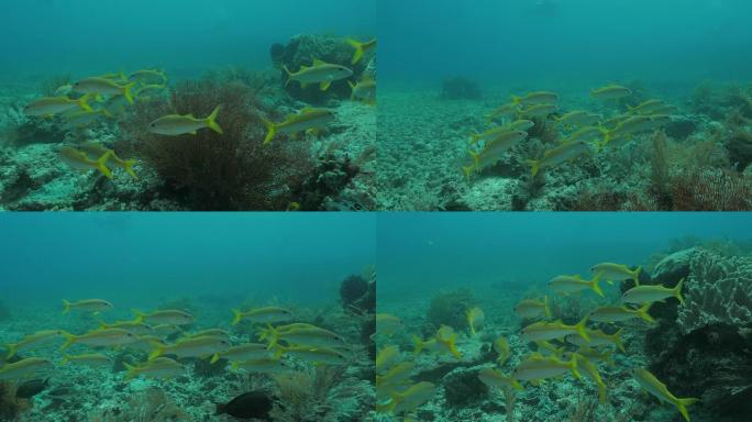 黄鳍山羊鱼在珊瑚礁上学
