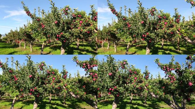 红色美味的苹果园