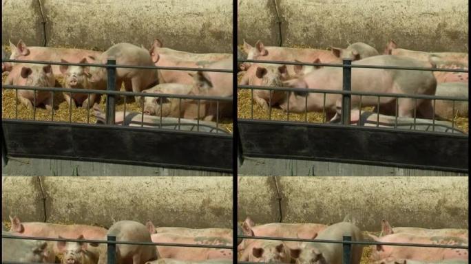 农场里的猪（原始PAL）