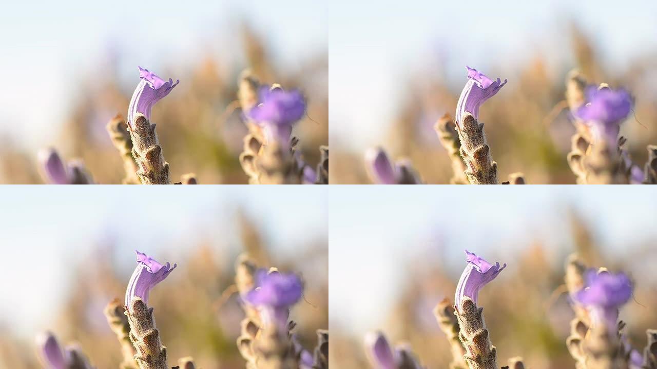风中的一朵紫色花朵