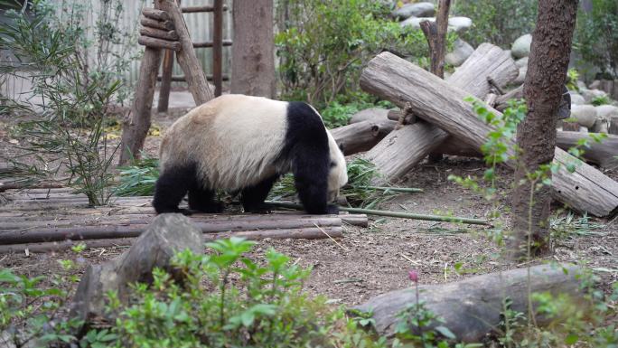 4K大熊猫走路吃竹子