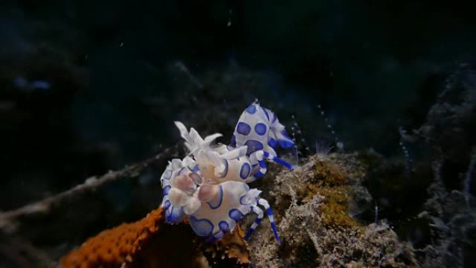 丑角虾吃海星，印度尼西亚巴厘岛 (4K)