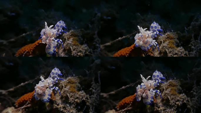 丑角虾吃海星，印度尼西亚巴厘岛 (4K)
