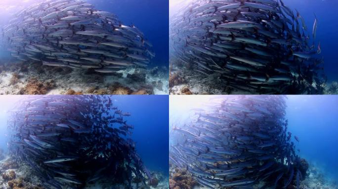 鱼群热带鱼群海洋大海野生动物