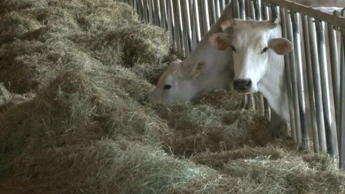 奶牛和马槽牛场牛棚牦牛养殖