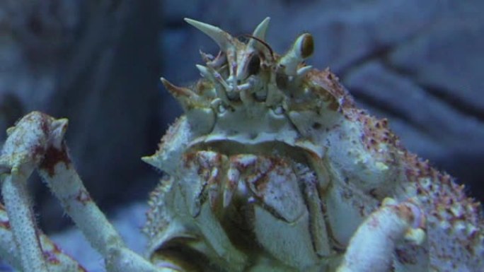 水族馆特写展示微距实拍海水