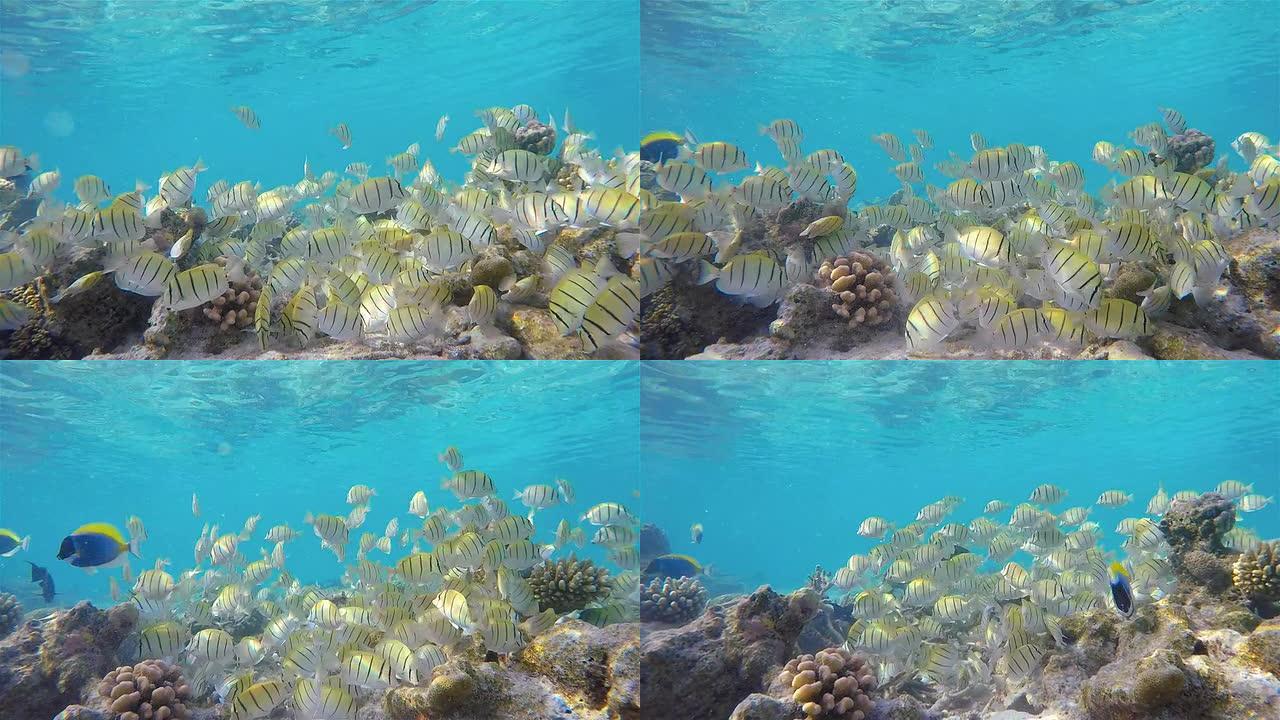 珊瑚礁上的囚犯刺尾鱼学校-马尔代夫