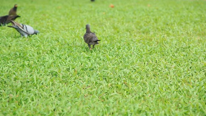 信步鸽寻找食物。鸽子觅食草地上的鸽子