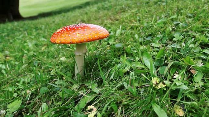 鹅膏菌或蝇琼脂鹅膏菌或蝇琼脂有毒蘑菇