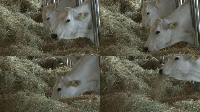 吃干草的特色奶牛畜牧业牛马干草饲料农业特
