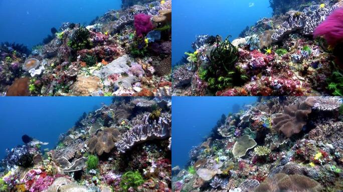 食人岩2热带鱼群海洋大海野生动物