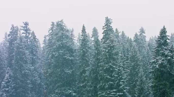 白雪皑皑的森林白雪皑皑森林下雪