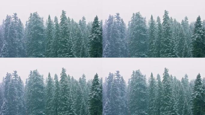 白雪皑皑的森林白雪皑皑森林下雪