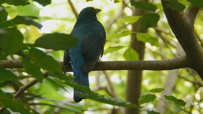 蓝鸟野生动物保护生物生态飞翔飞鸟