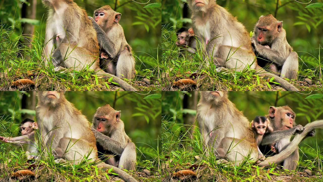 开放动物园里有年幼婴儿的猴子CNGLNAT1094