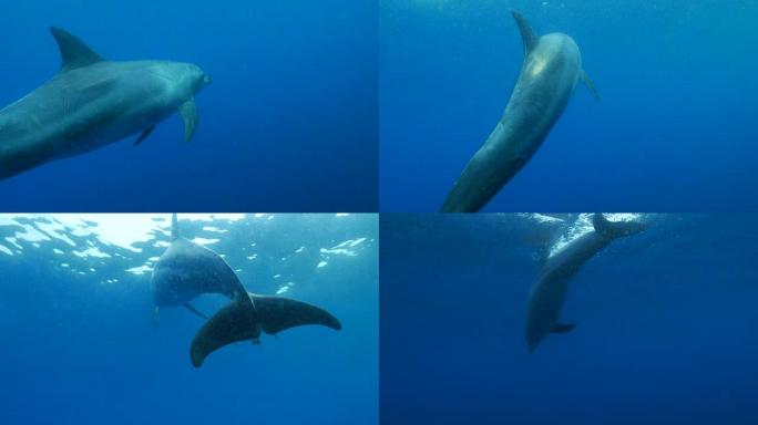 印度太平洋瓶鼻海豚，游泳，海底，日本
