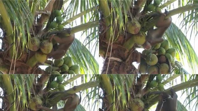 猕猴新鲜水果树上一只猴实拍素材