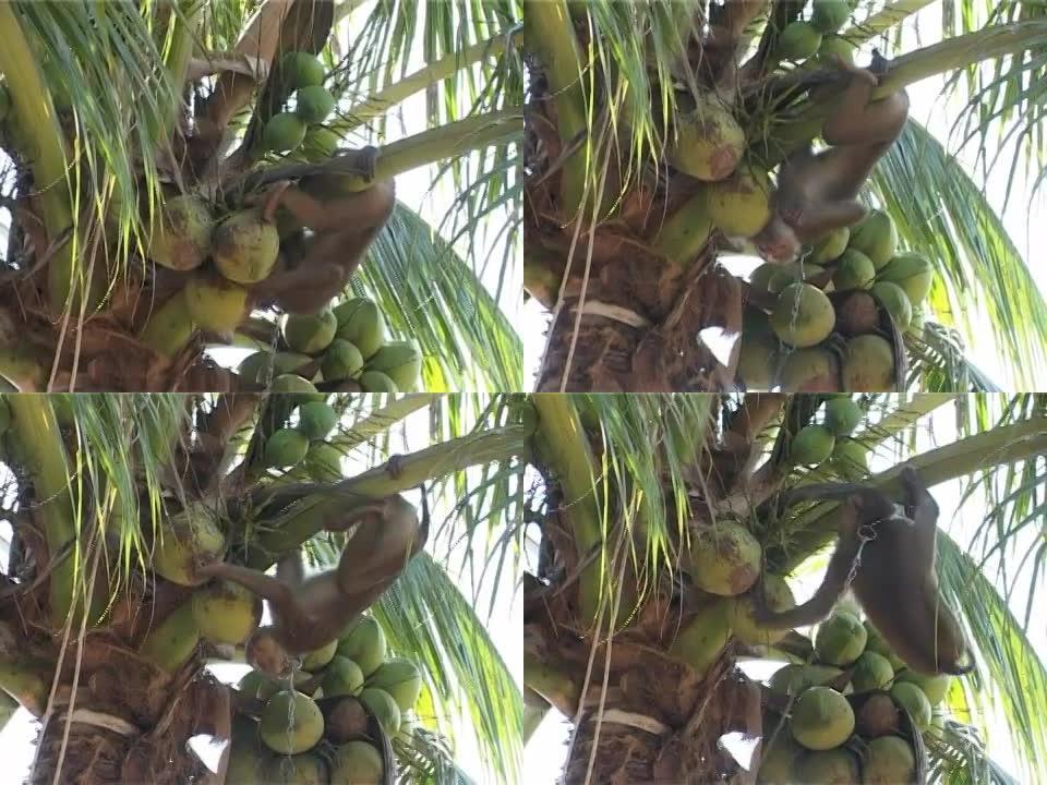 猕猴新鲜水果树上一只猴实拍素材