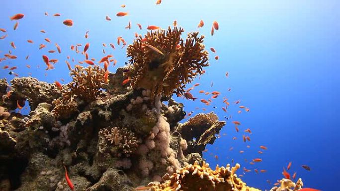 珊瑚和鱼景观鱼潜水鱼类海底世界