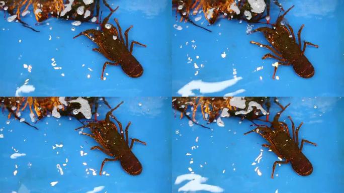 龙虾虾动物。