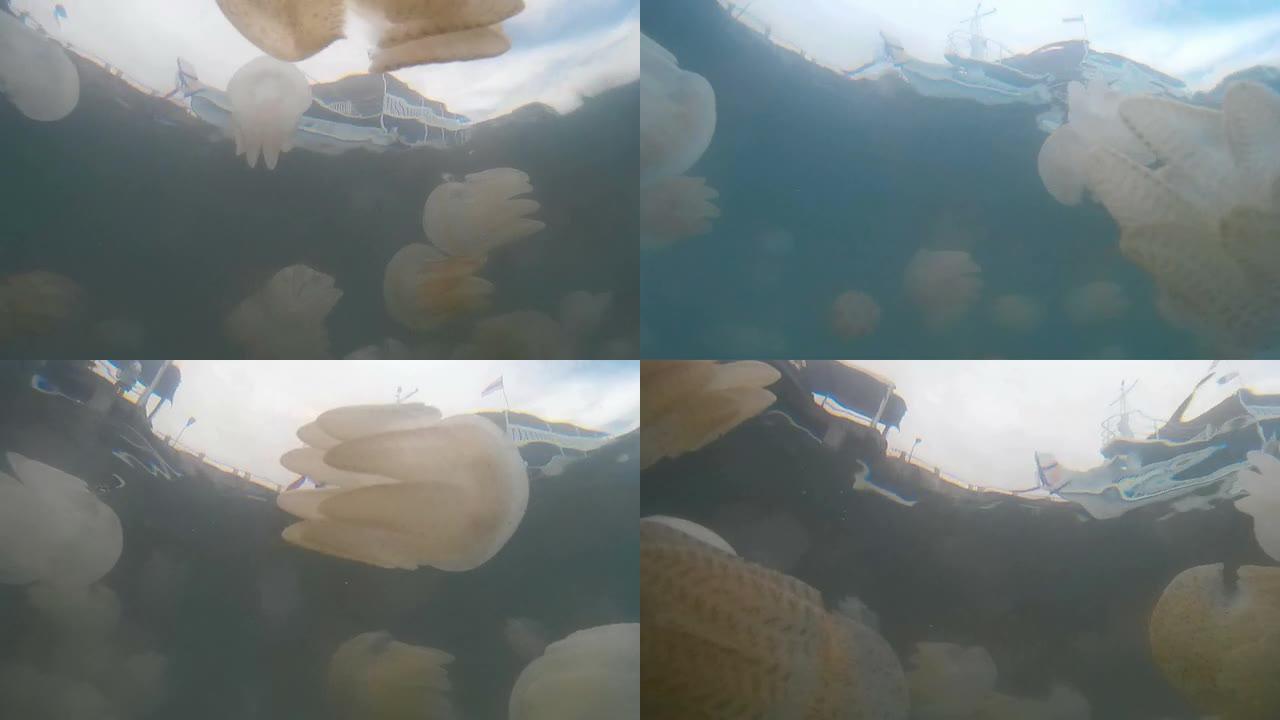 海里的一群水母