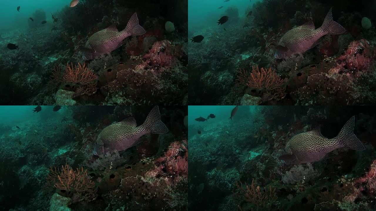 印度尼西亚珊瑚礁清洁画甜唇 (高清)