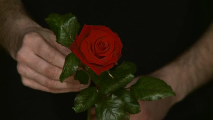 高清：男子送红玫瑰