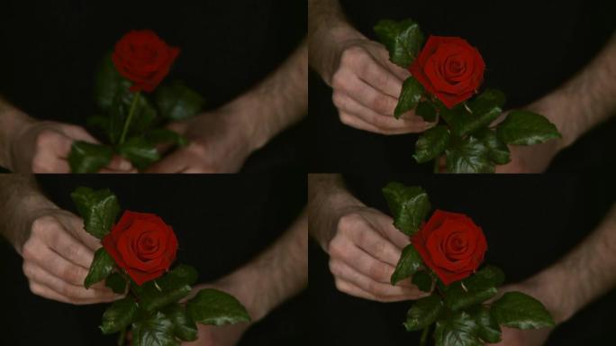 高清：男子送红玫瑰