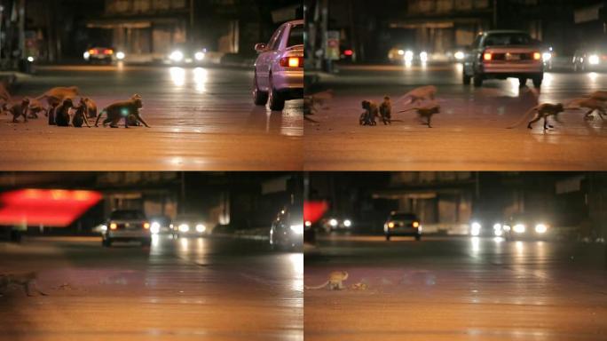 黄昏时分，一只猴子在泰国罗布里市横冲直撞