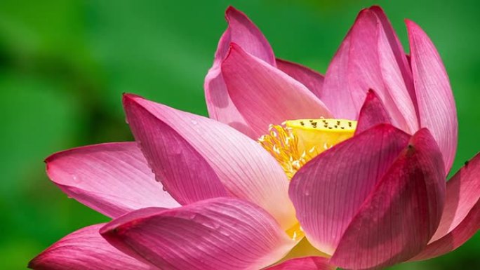 粉色莲花
