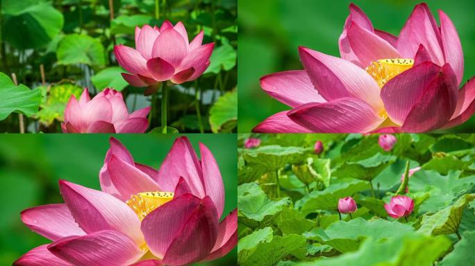 粉色莲花