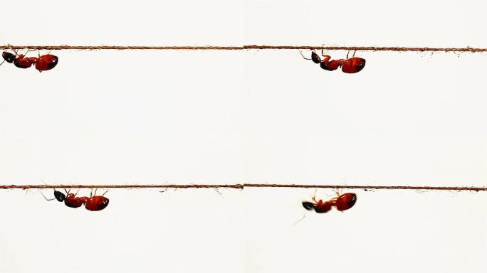 蚂蚁在细绳下爬行，试图爬上去