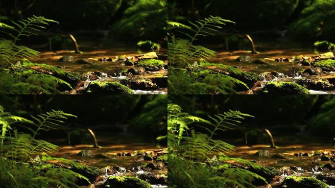 HD Creek在绿色森林中平移拍摄