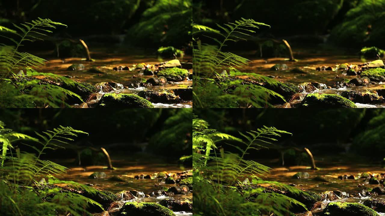 HD Creek在绿色森林中平移拍摄