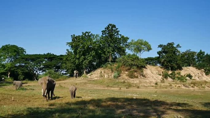 泰国素林的亚洲象泰国素林的亚洲象野生动物