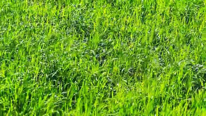 风吹着田间的水稻