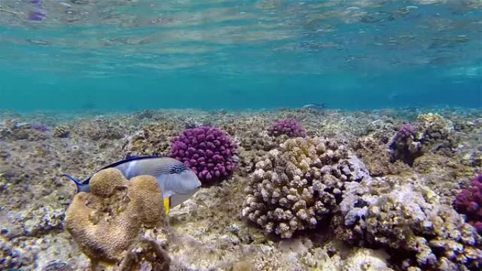 红海热带浅珊瑚礁-埃及