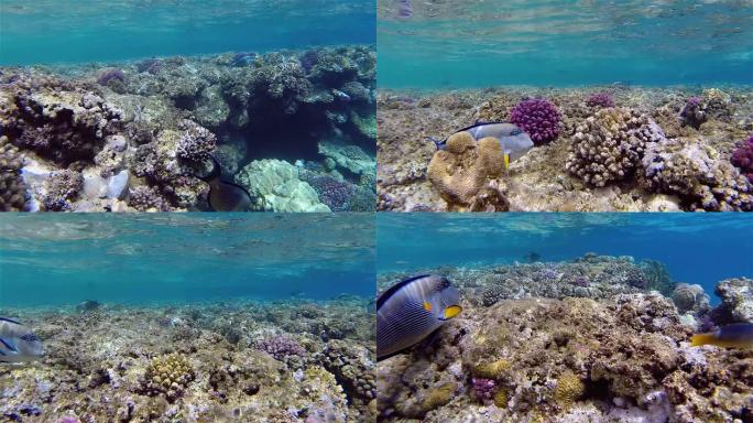 红海热带浅珊瑚礁-埃及