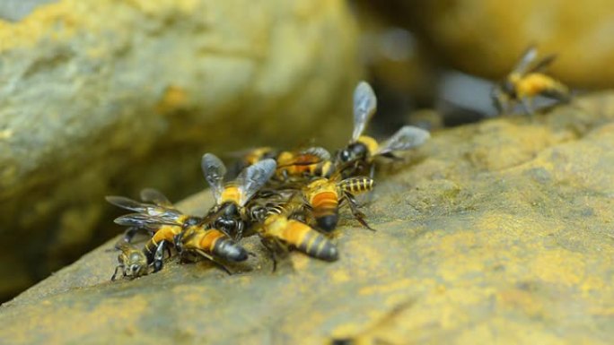 一群蜜蜂在岩石上