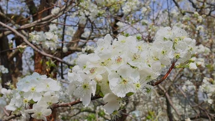 春天春季唯美花朵花卉花海赏花