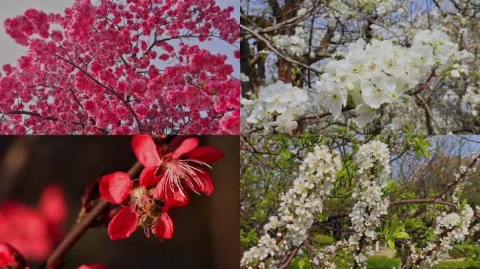 春天春季唯美花朵花卉花海赏花