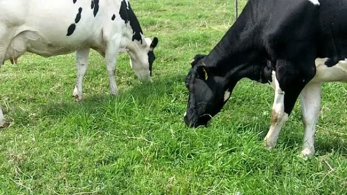 牧场放牧的奶牛（上）