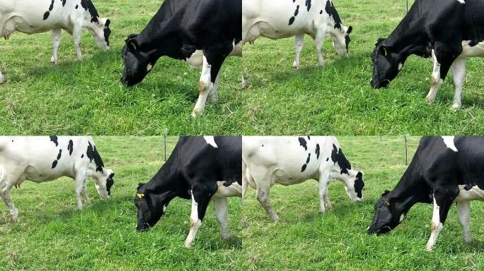 牧场放牧的奶牛（上）