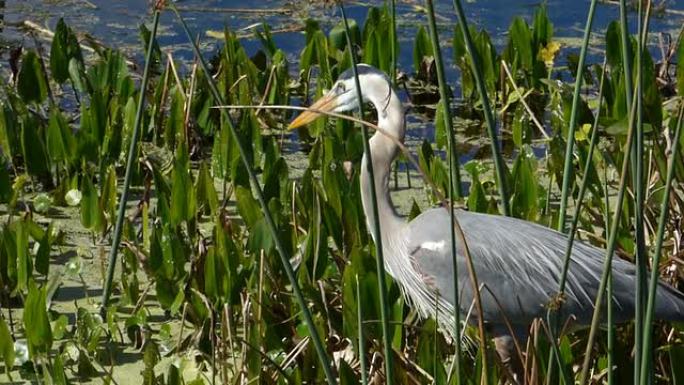 一只大蓝鹭在佛罗里达湿地跟踪食物的特写
