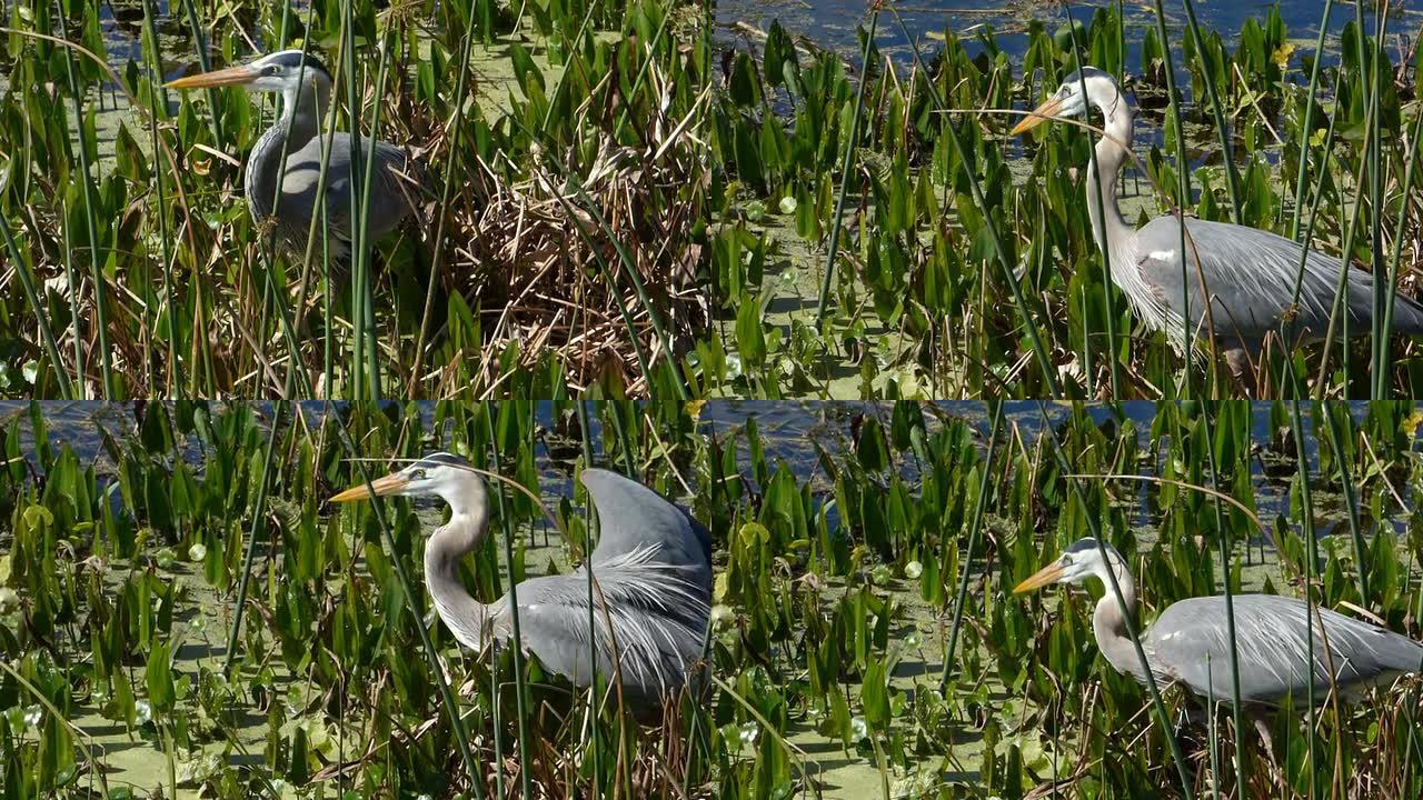 一只大蓝鹭在佛罗里达湿地跟踪食物的特写