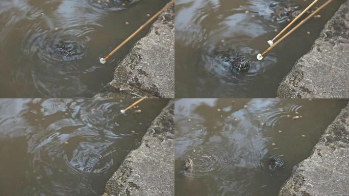 在水中喂养乌龟。
