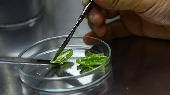 用于植物组织培养的生物技术中的刀片切割兰花种子