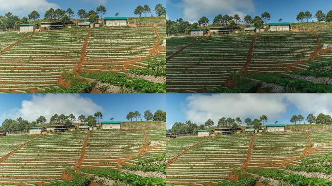 草莓地；时间流逝。