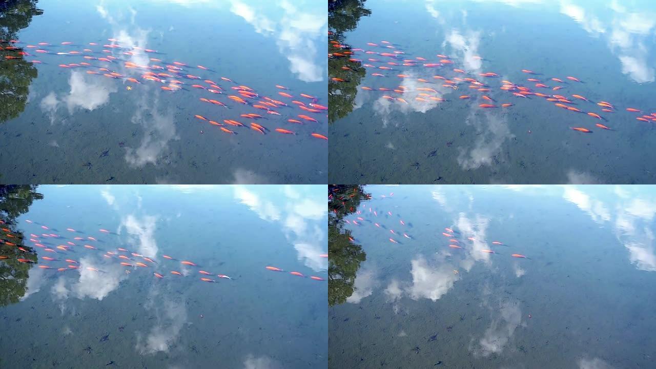 红鱼在池塘的浅水中游泳