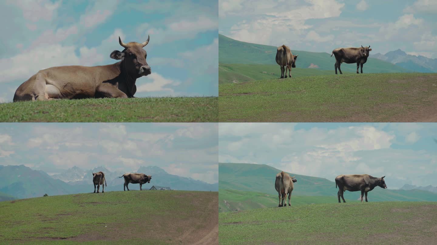 牛在高山上吃草牛群养牛农场放牧